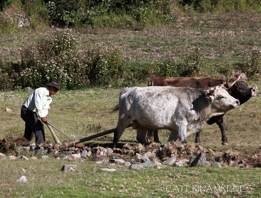 IMG_0230-pashpa-ende