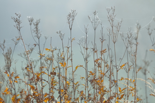 1_Canon-EOS-5D-Mark-IV_111174400-Litzis-copy