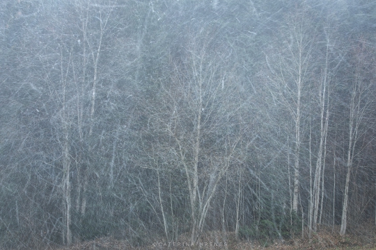 MG_2732-Kopie-2_Pfander