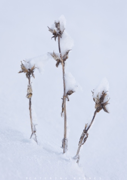 B6A1174_BH-03.11_neu-copy