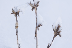 B6A1174_BH-03.11_neu-copy