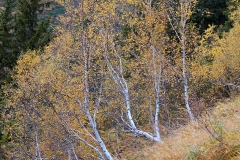 Abstieg ins Gschnitztal