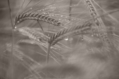 B6A9377-bw