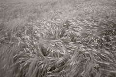 B6A9391-bw