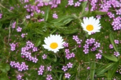 IMG_9004-WEB